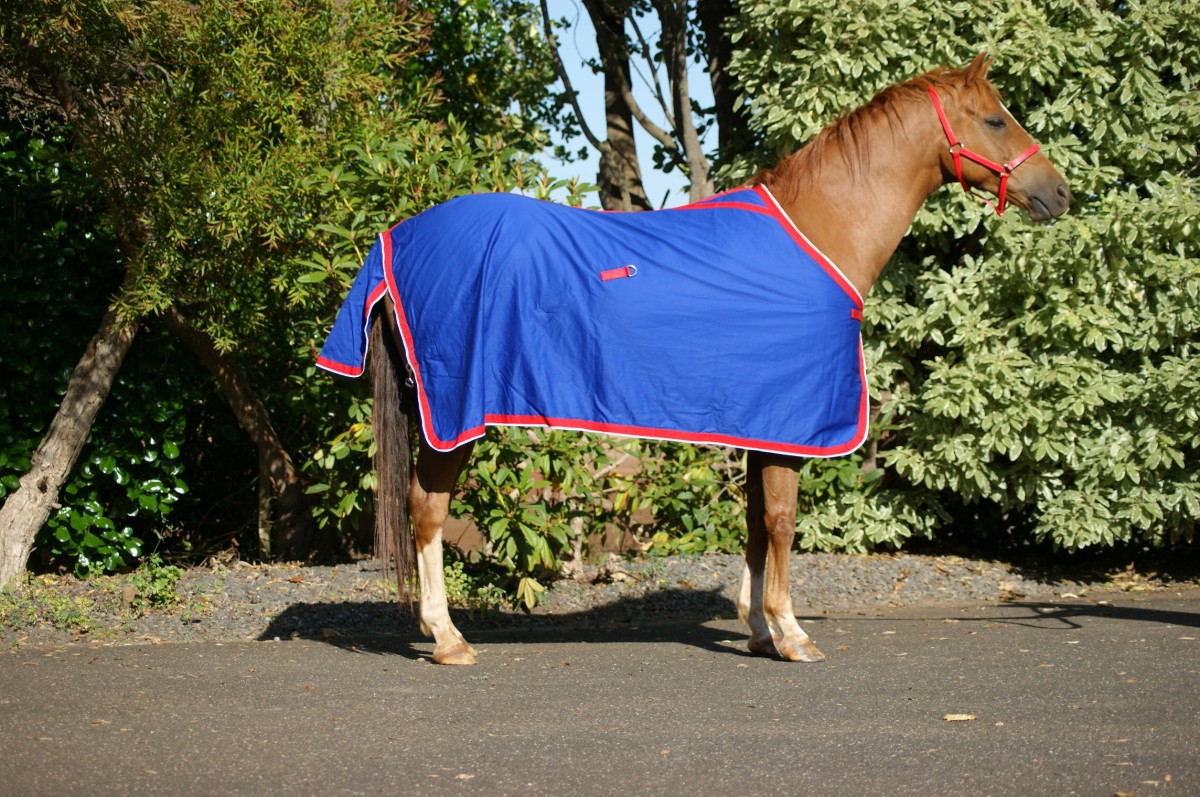 Cotton Rug Royal Blue / Red